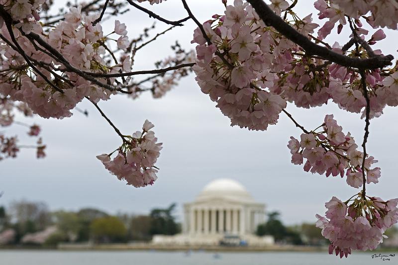 20080403_120016 D300 P.jpg - Jefferson Memorial and cherry blossom blloming along Tidal Basin